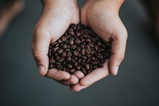 Hands gently cradle a mound of dark brown coffee beans, showcasing their rich texture and color.