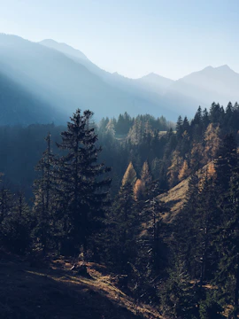 A serene landscape of a misty forest with sunlight filtering through tall trees.