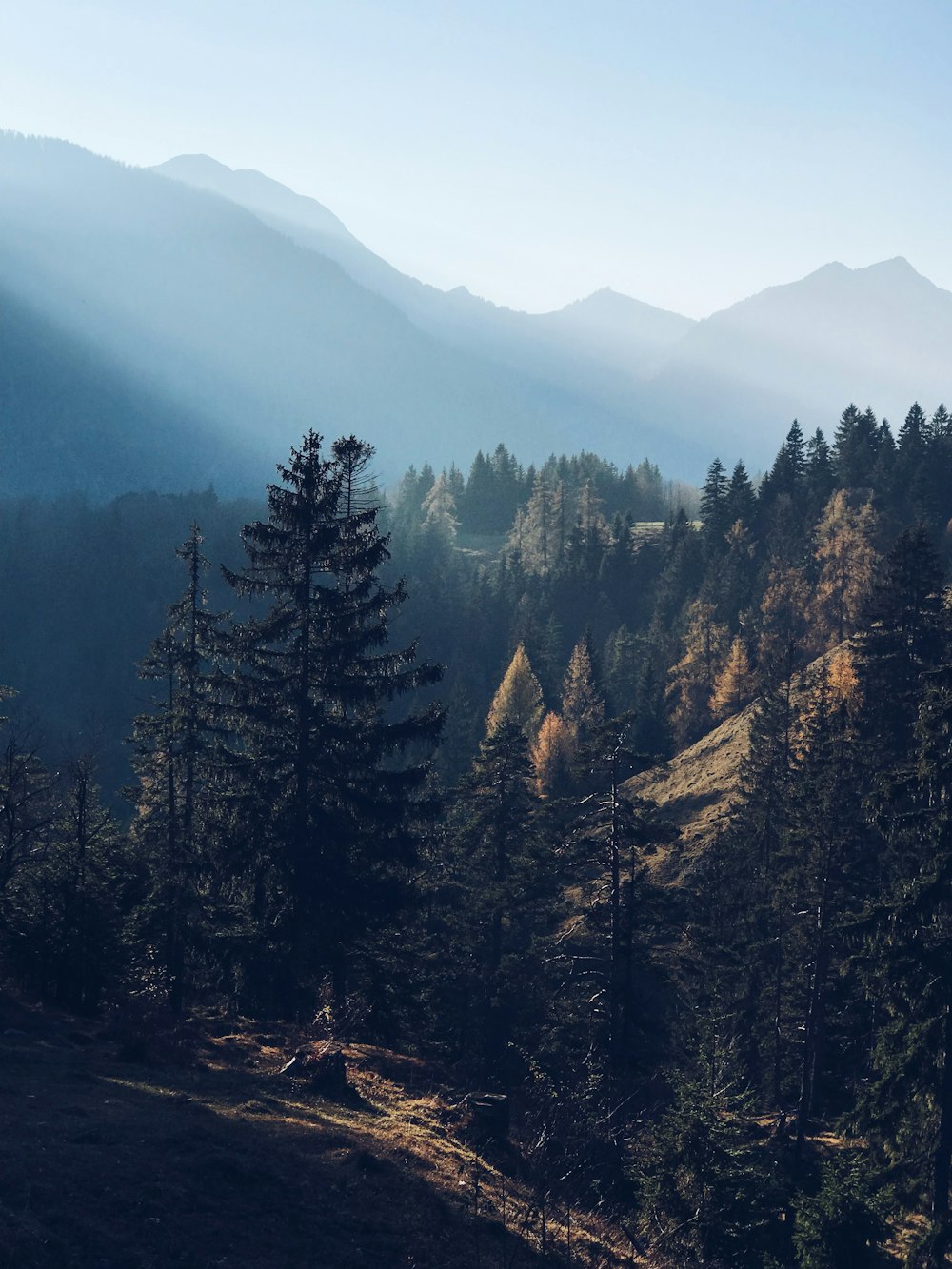 green pine tree mountain scenery