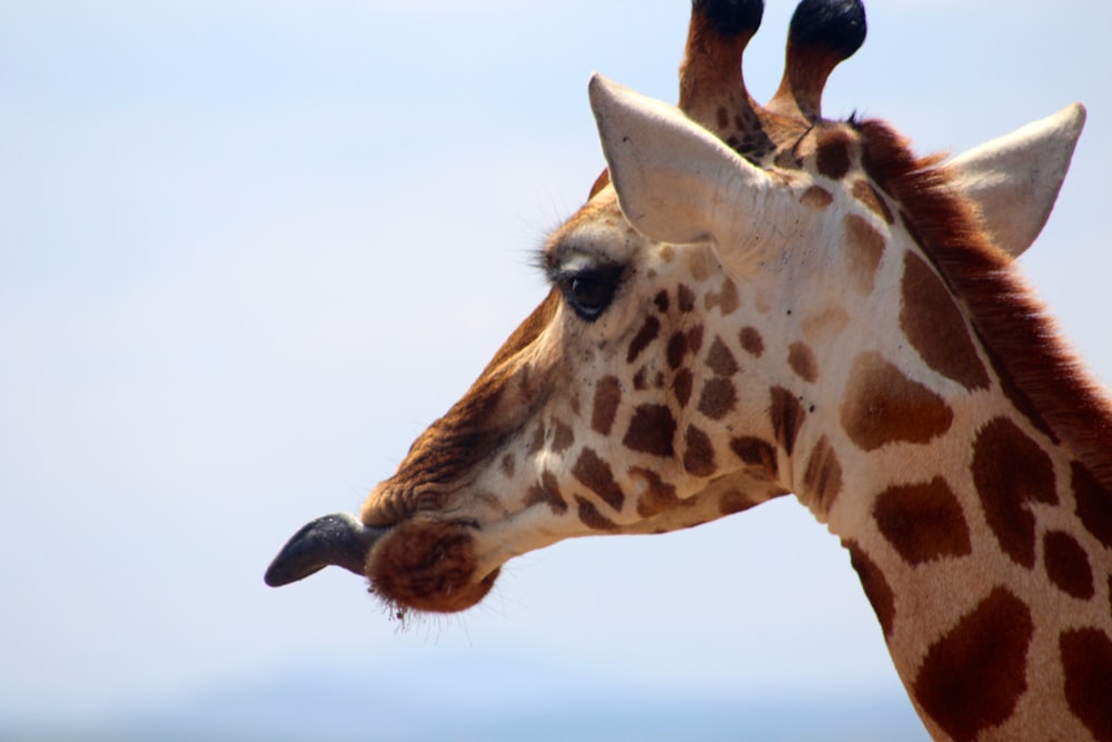 brown and white giraffe close-up photography