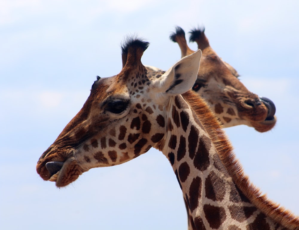 brown giraffe during daytime