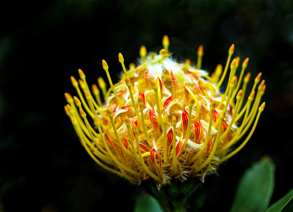 yellow petaled flower