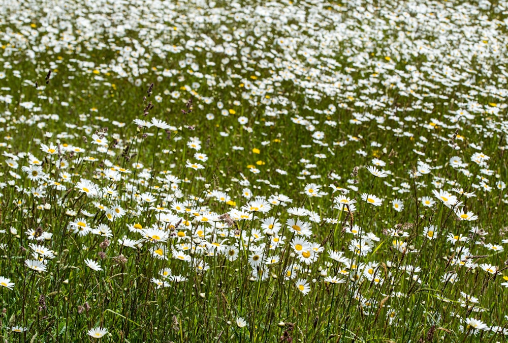bed of white daisies