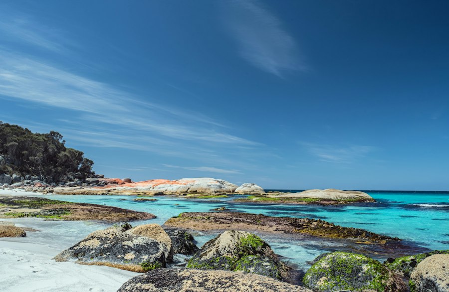 Calm sea beside trees under a clear blue sky