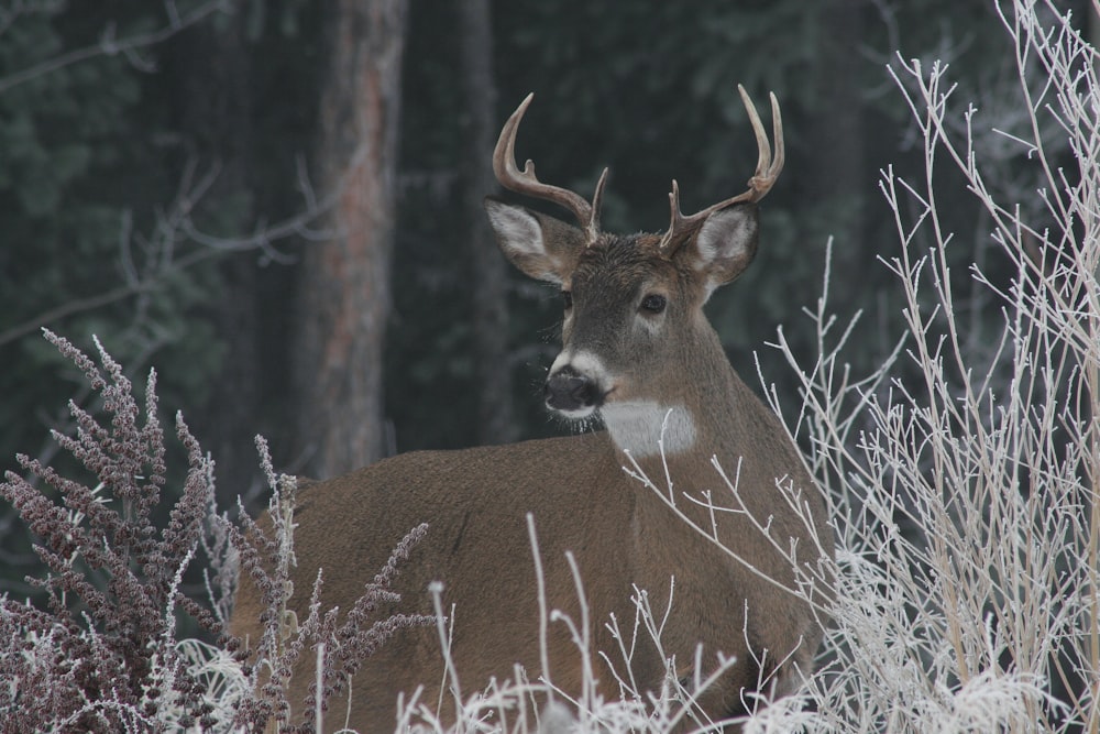 brown deer outdoor during daytime