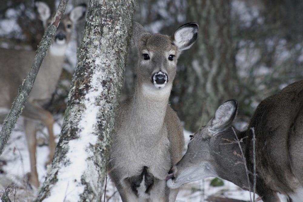 two brown deer near trees