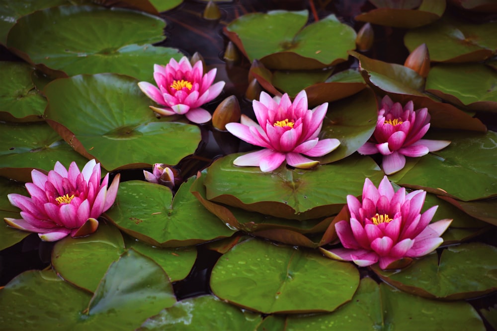 pink lotus flowers on body of water during daytime