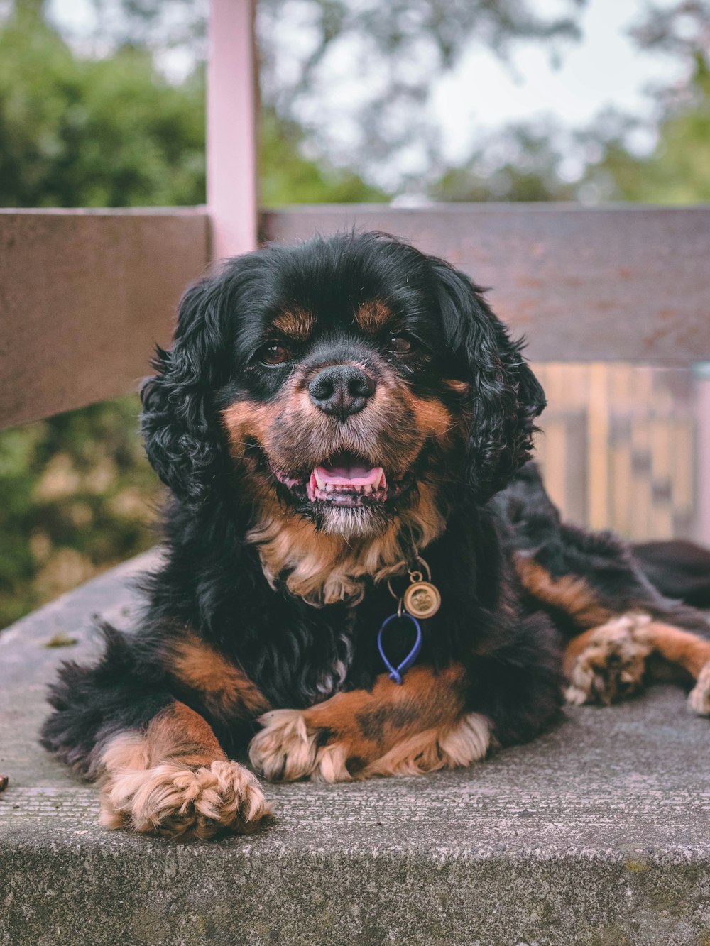 erwachsener schwarzer und brauner Cavalier King Charles Spaniel liegt auf grauer Oberfläche Nahaufnahme Foto