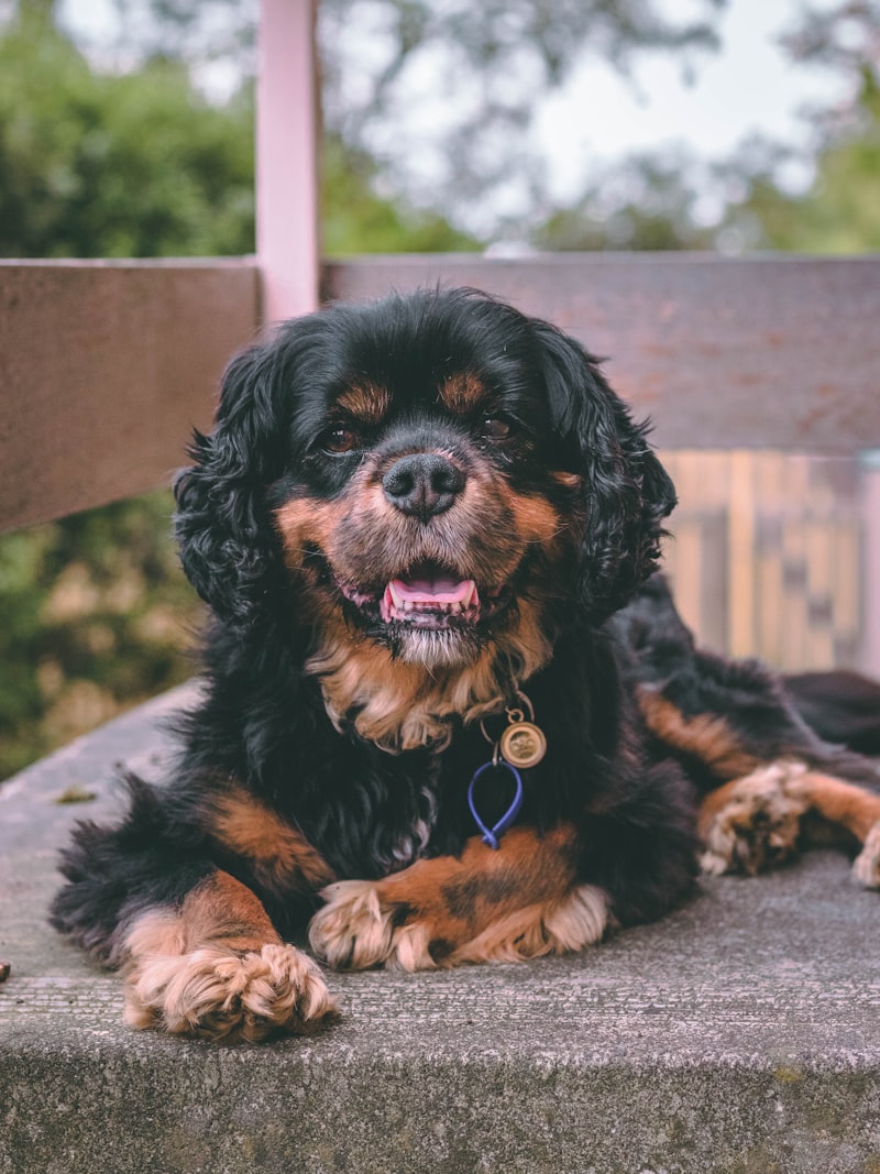 Cavalier King Charles Spaniel in Düsseldorf