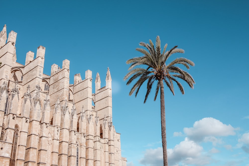 Palmera al lado de un edificio marrón bajo el cielo nublado