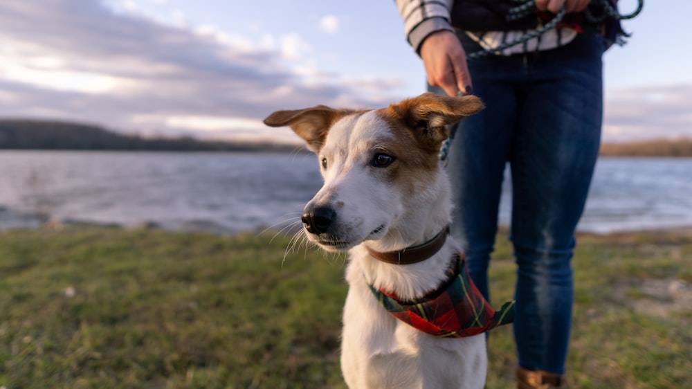 white and brown dog