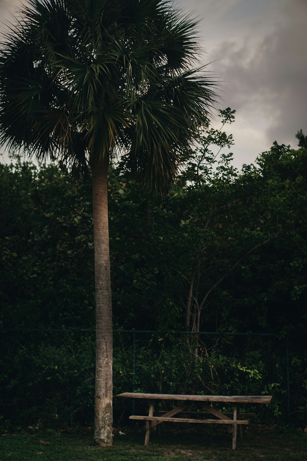 a bench under a palm tree in a park