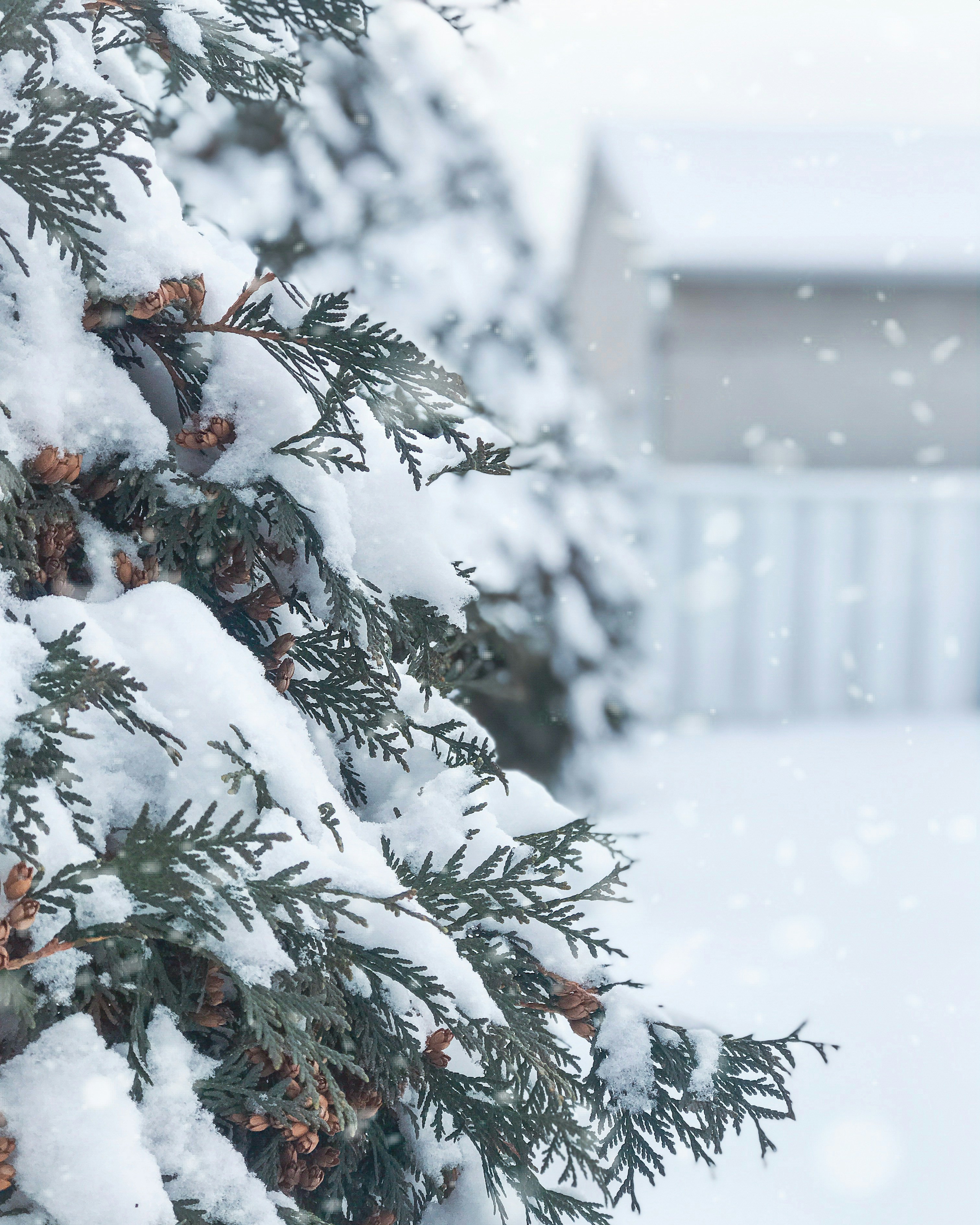 Winter in Phoenix- Top things to do in Phoenix