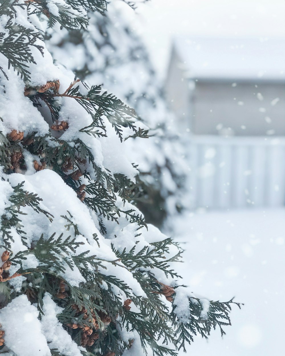 雪に覆われた緑の木々