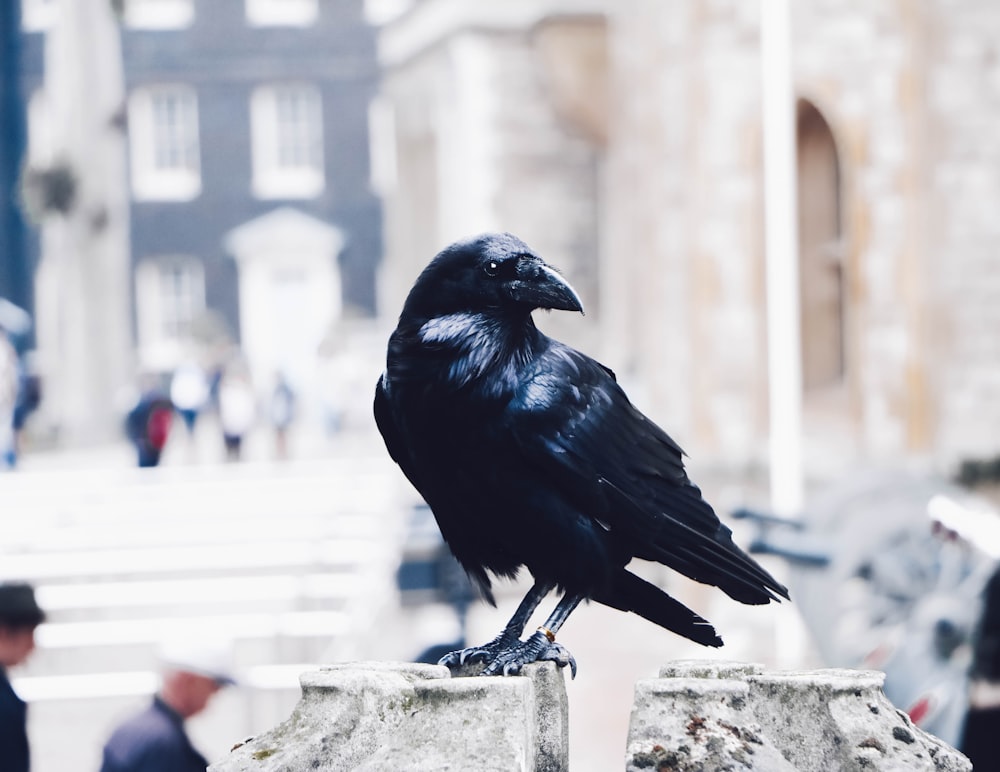 Schwarze Krähe auf grauem Stein Foto