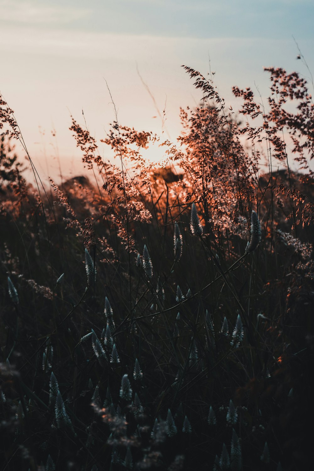 grass during golden hour
