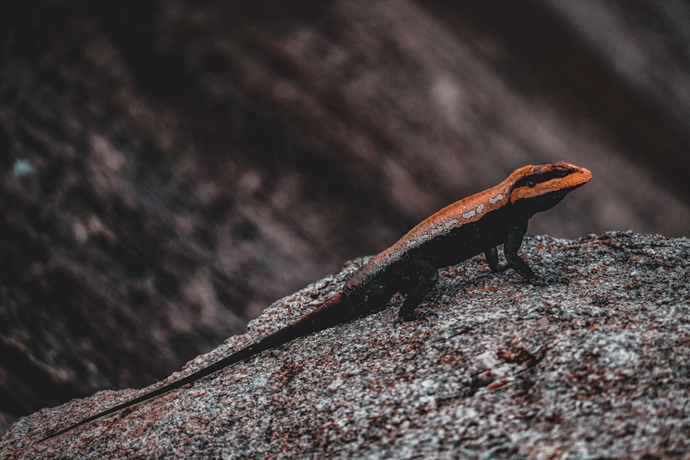 brown and black lizard on black stone
