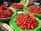 A market stall displays several large piles of fresh strawberries on green tarps. The strawberries are vibrant red and vary slightly in shape and size. In the background, there are green fruits that appear to be guavas and a cardboard box.