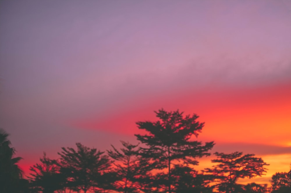 silhouette of trees against golden hour