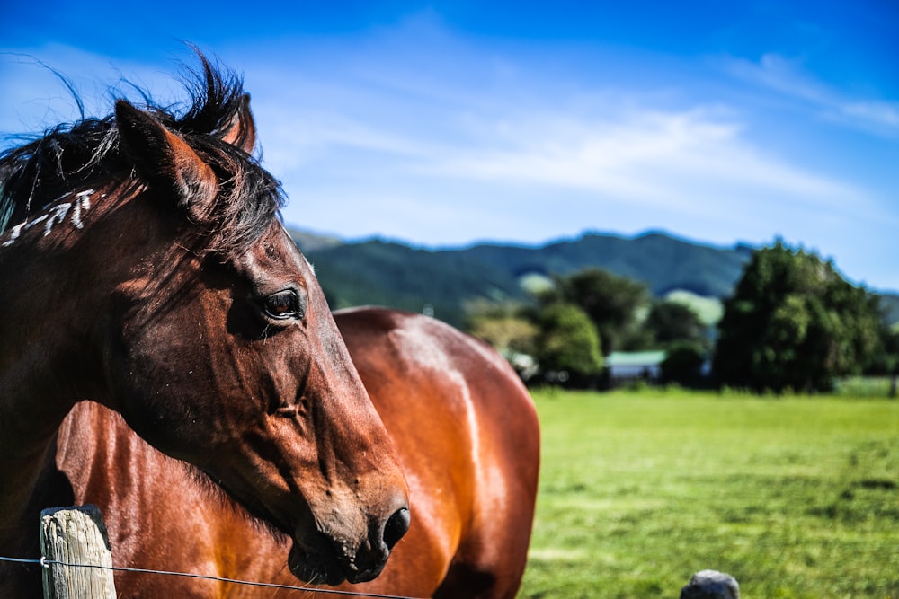 brown horse