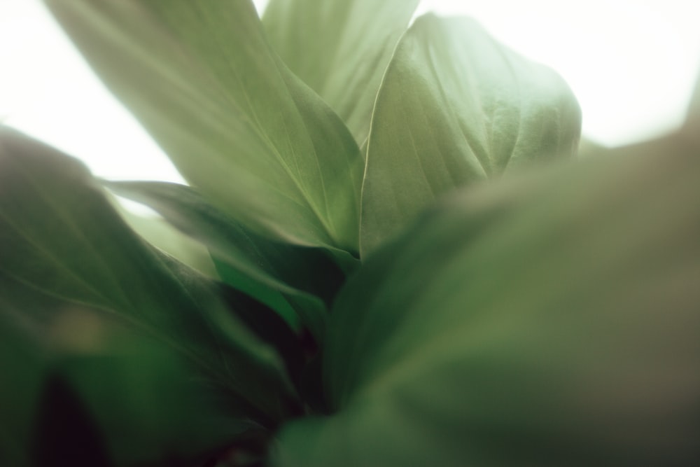 white flower in close up photography