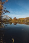 body of water across trees
