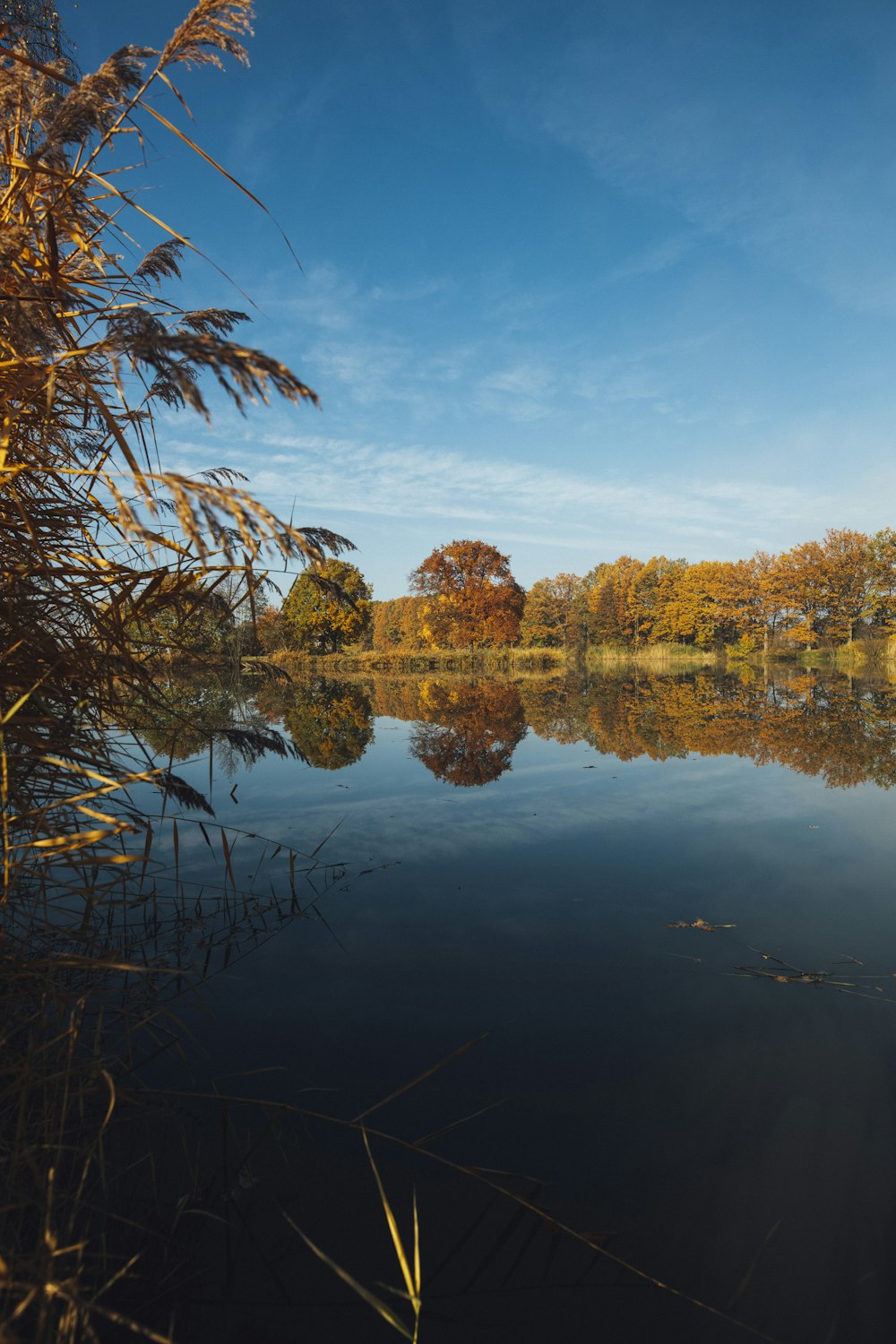 body of water across trees