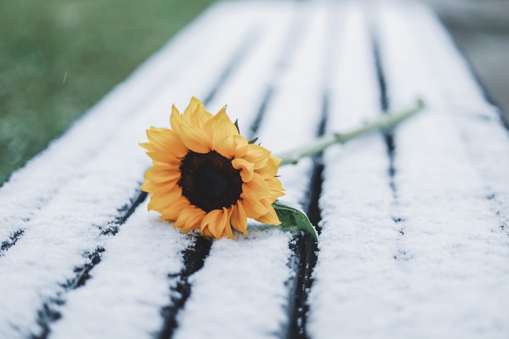 selective focus photography of sunflower