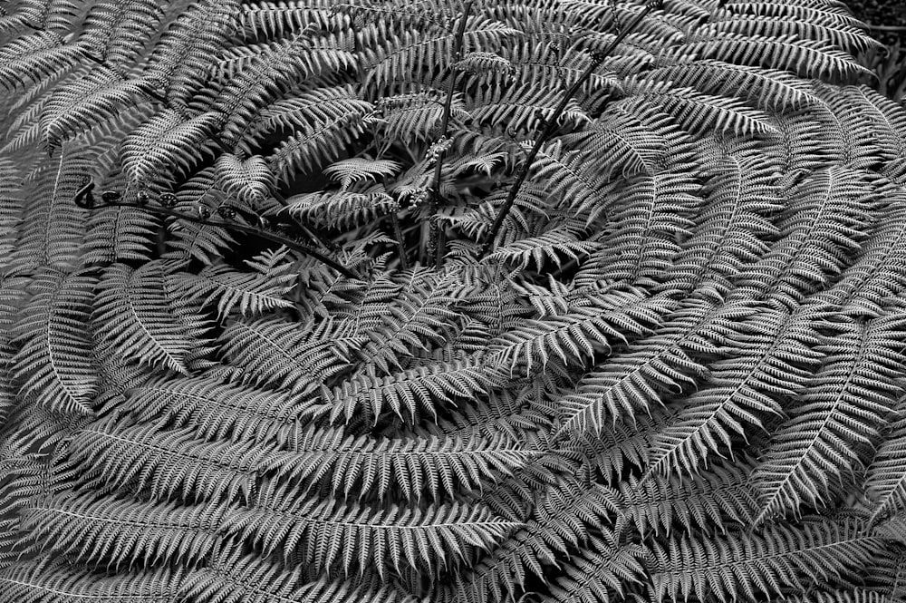 a black and white photo of a fern