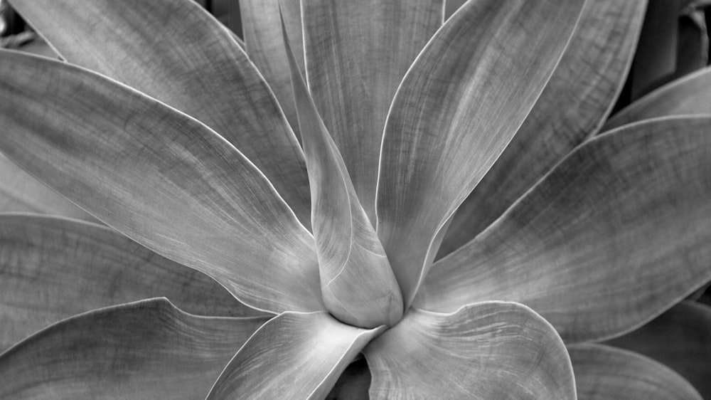 grayscale of flower