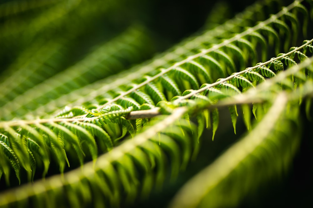 um close up de uma planta de folhas verdes