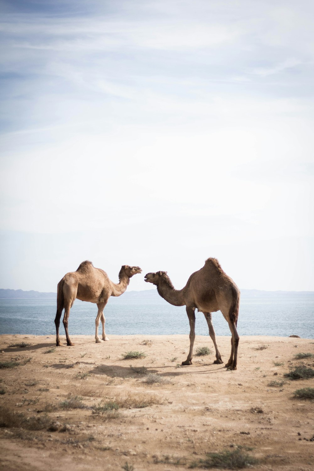 수역 근처의 갈색 낙타 두 마리
