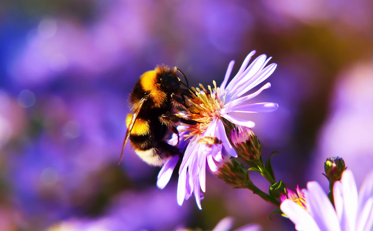 A bumblebee on pink flowers