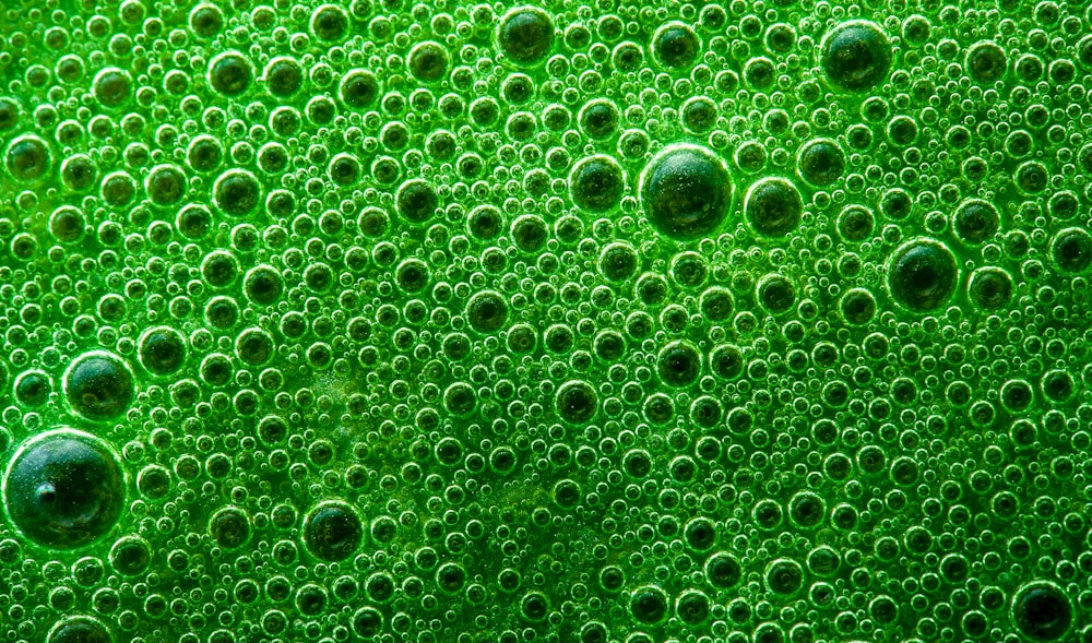 녹색 물 형성