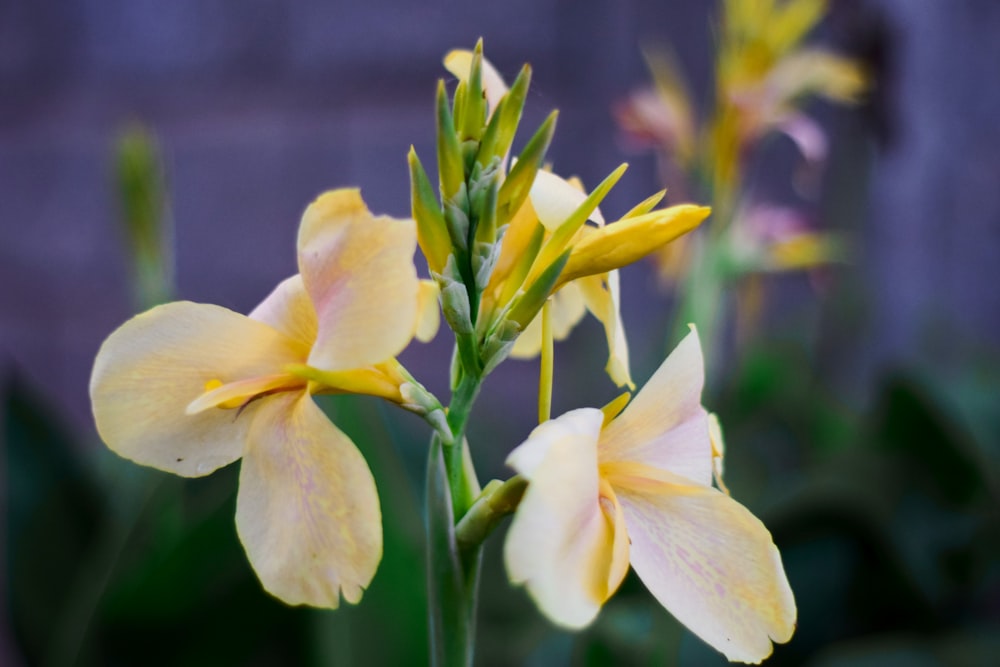 white petaled flower in bloom