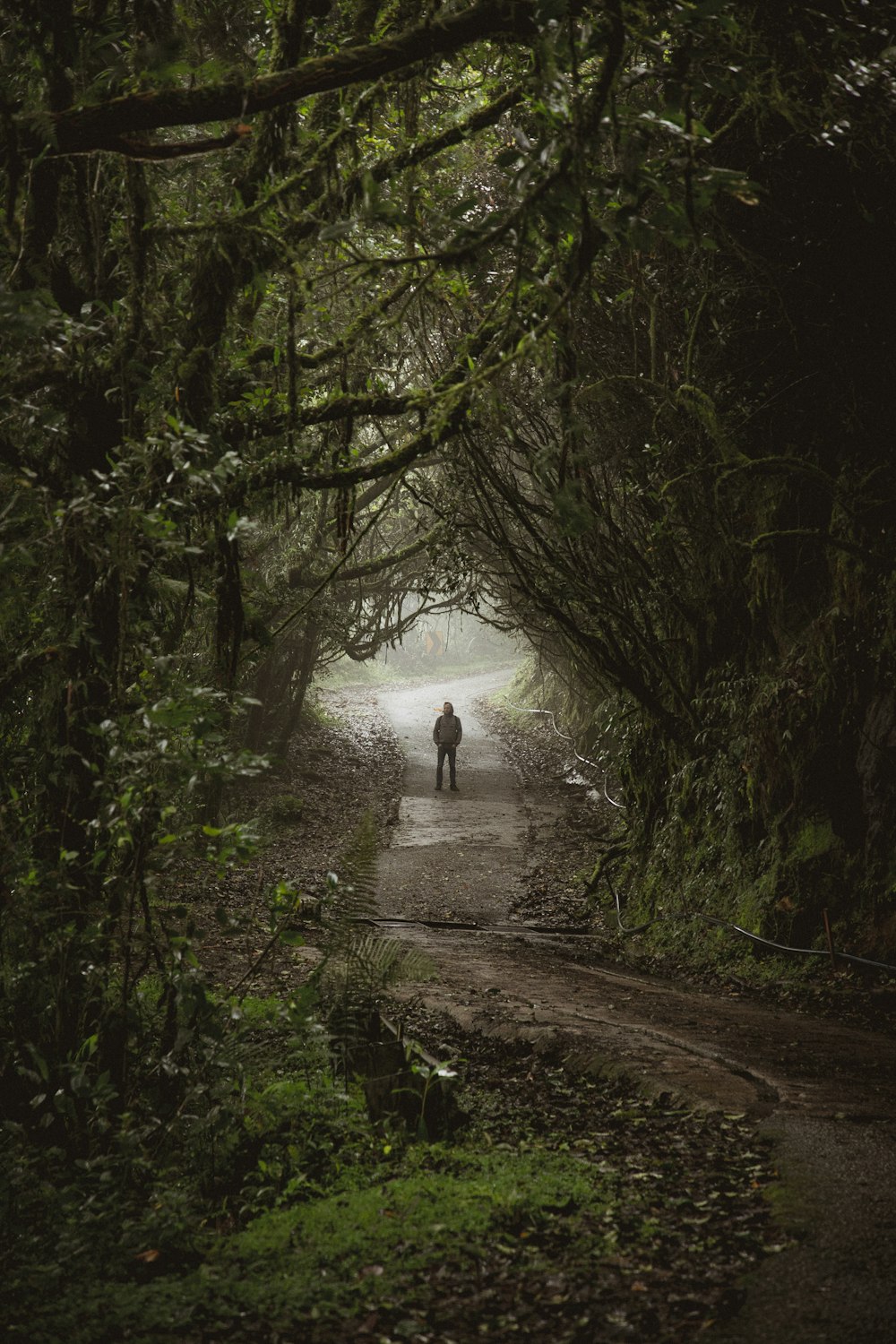 person standing on footpath between green trees