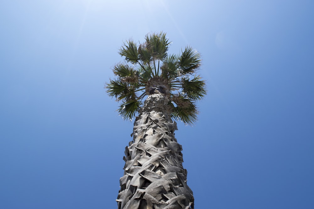 tall palm tree under clear blue sky