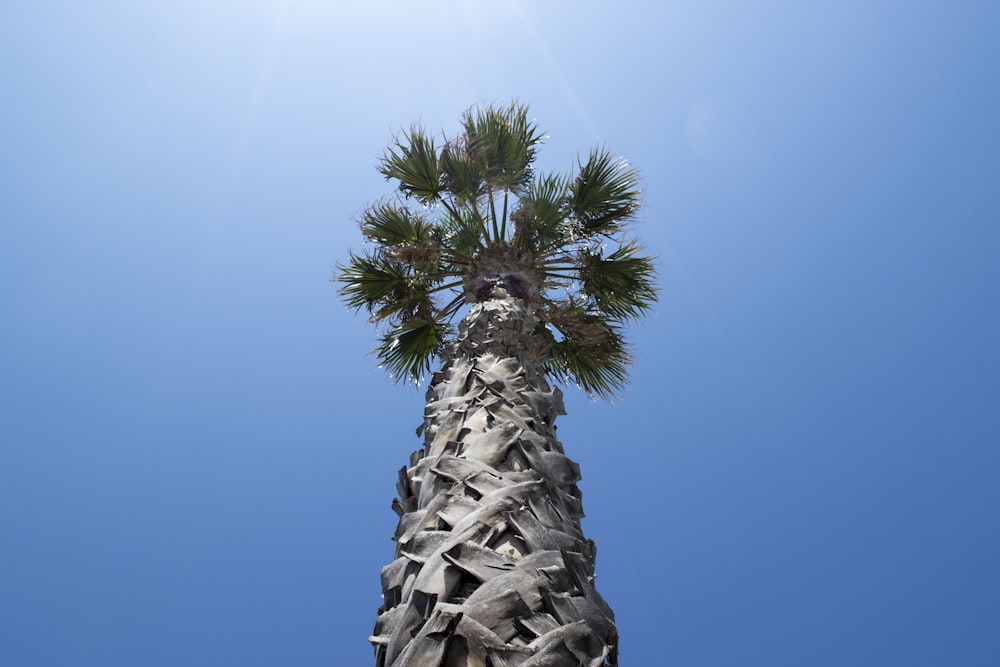 hohe Palme unter strahlend blauem Himmel