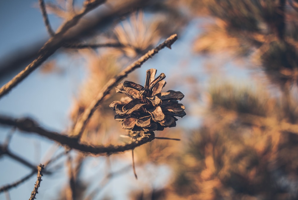 shallow focus photography of flower