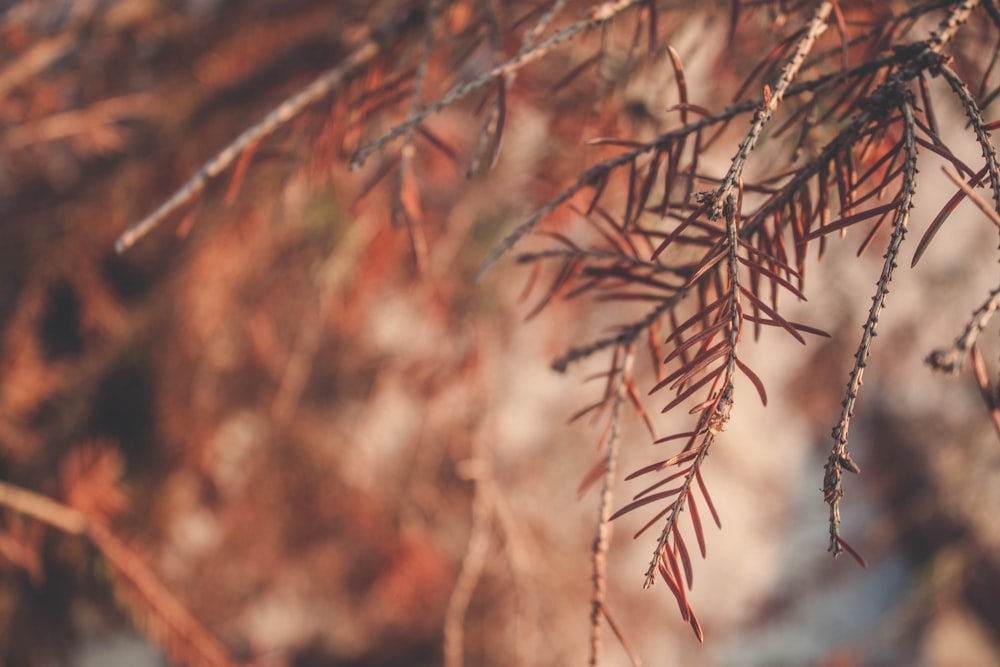 brown dried leaves