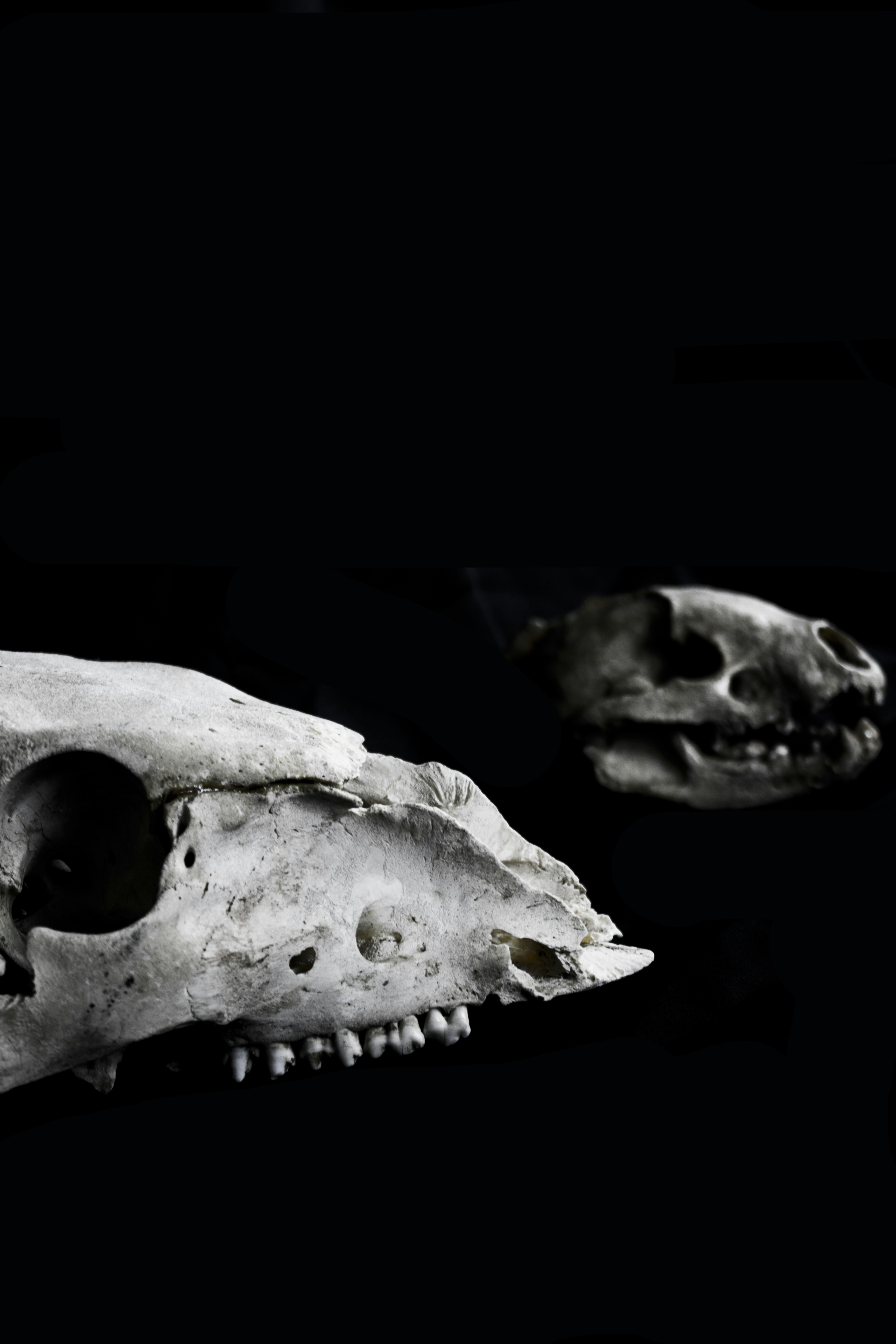 二叠纪末发生的大灭绝原因假说