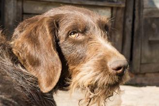 A close-up of a rescued Somali stray dog looking hopeful against a dusty village backdrop.