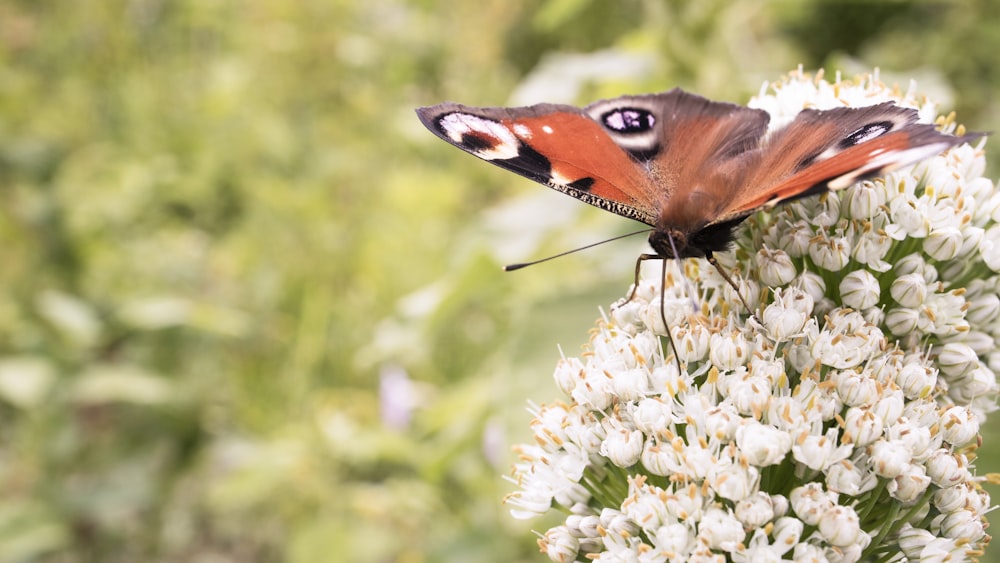 peacock butterfly