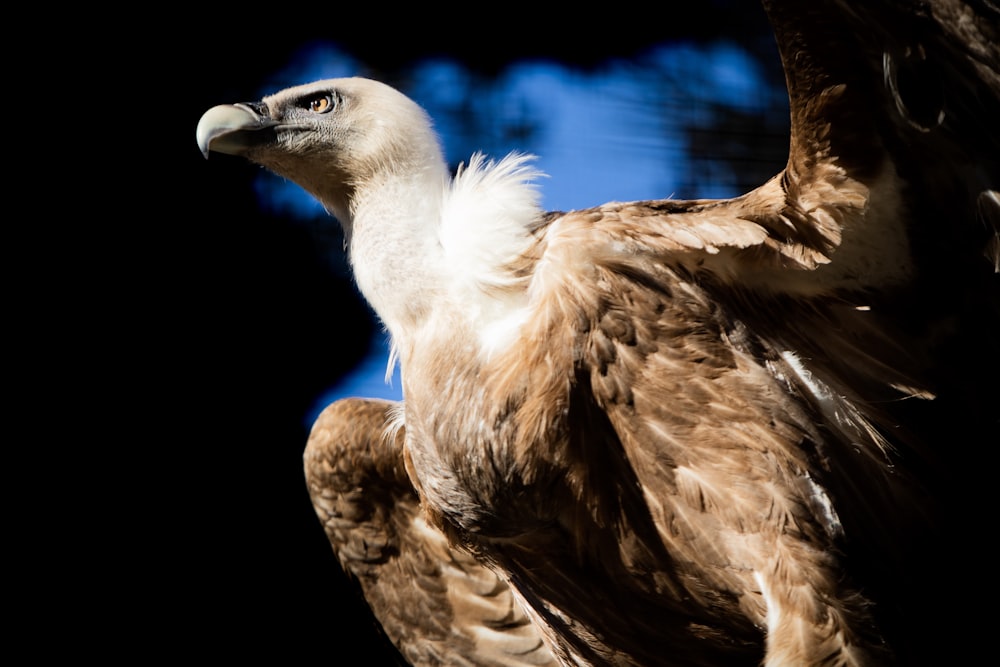 close-up photography of brown and white bird