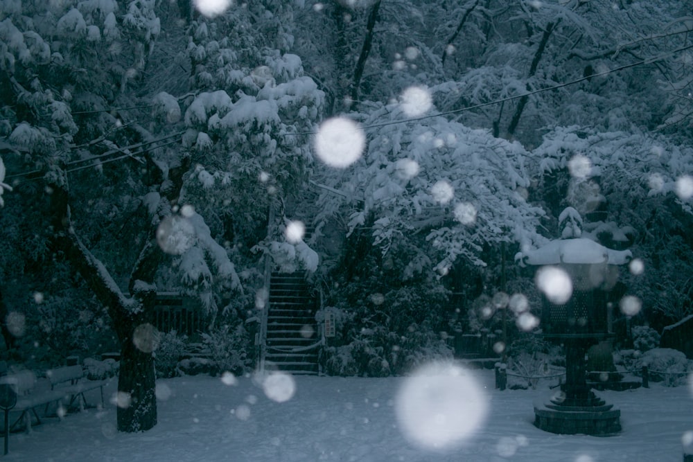 snow covered trees near stairway