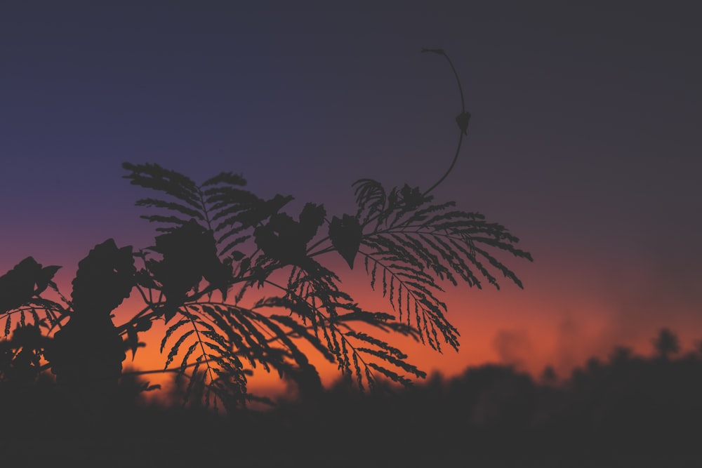 silhouette of trees and trees