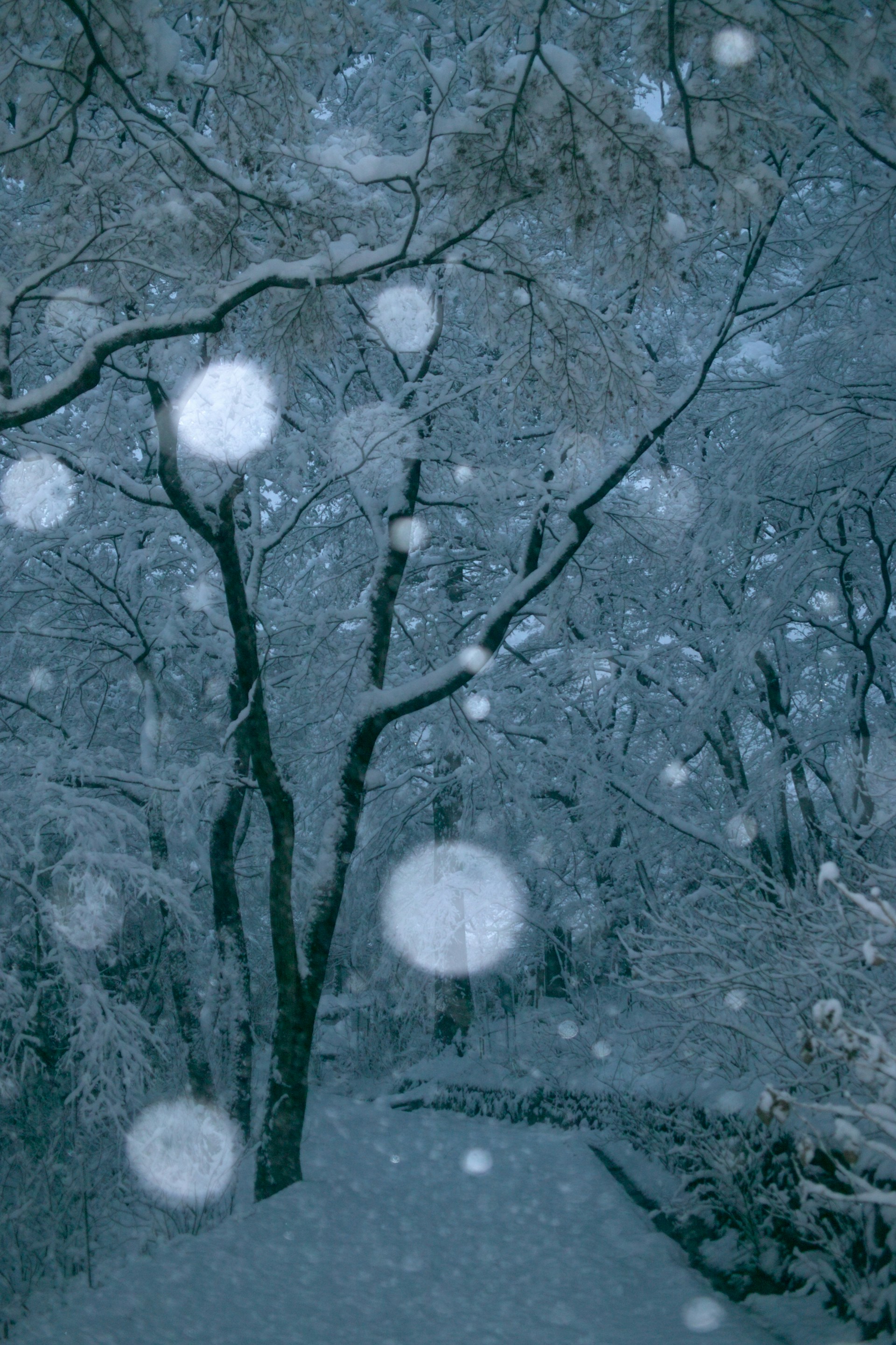 woman holding dried flower