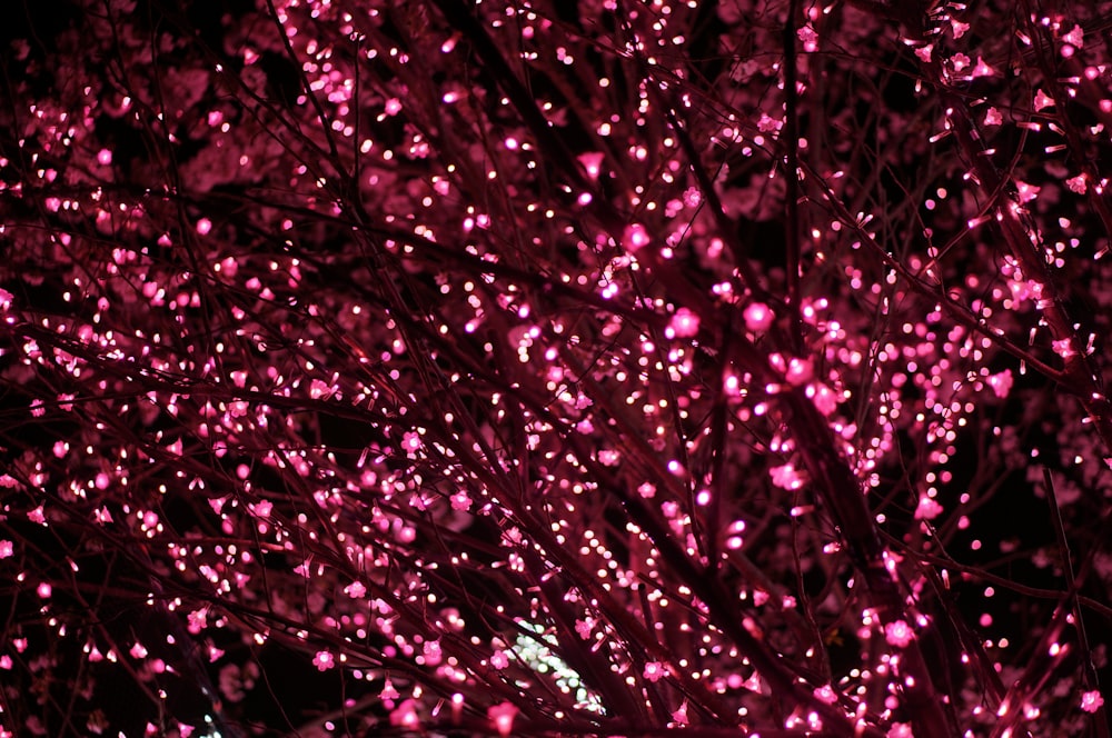 un arbre qui a des lumières roses dessus