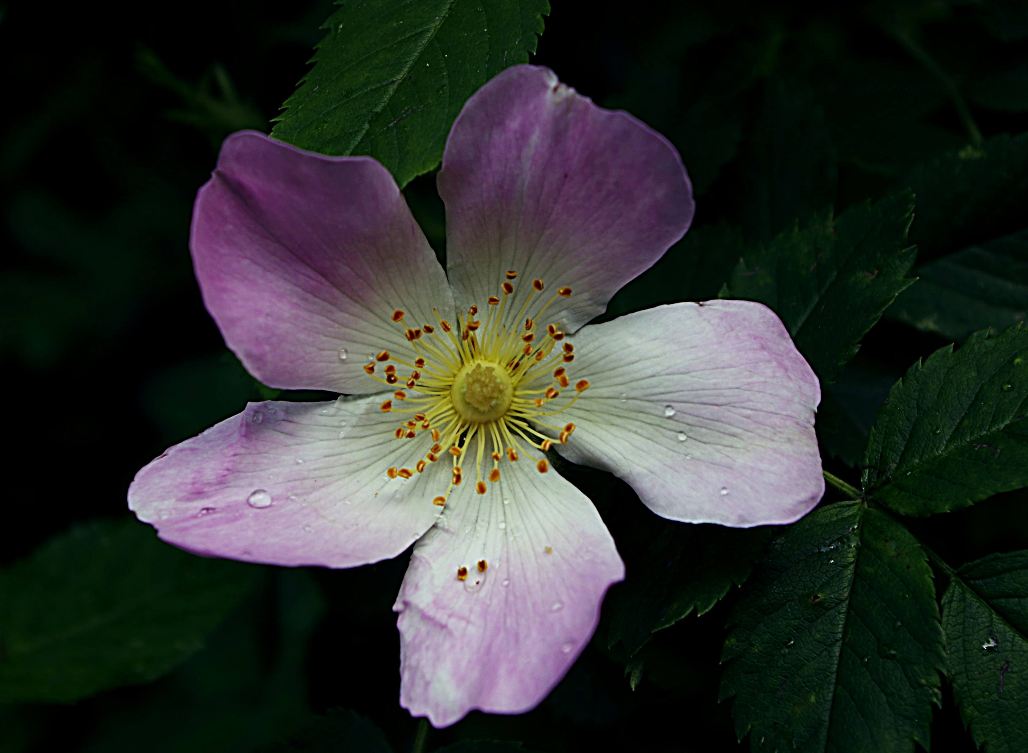 The Executive's Time Paradox: Why More Authority Creates Less Control