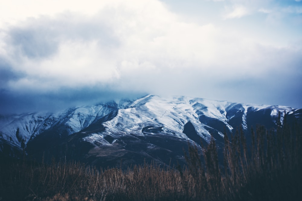 landscape photography of silhouette of grasses and mountain